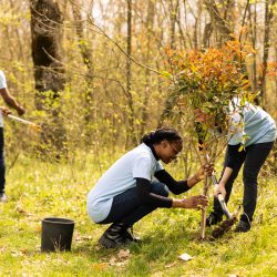 Team of two activists doing voluntary work to plant trees in the forest, protecting natural forest habitat. Planting seedings for future generations, preserving life and helping the planet.